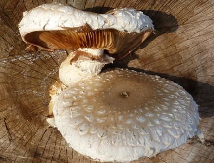    Pholiota populnea (Pholiota destruens)